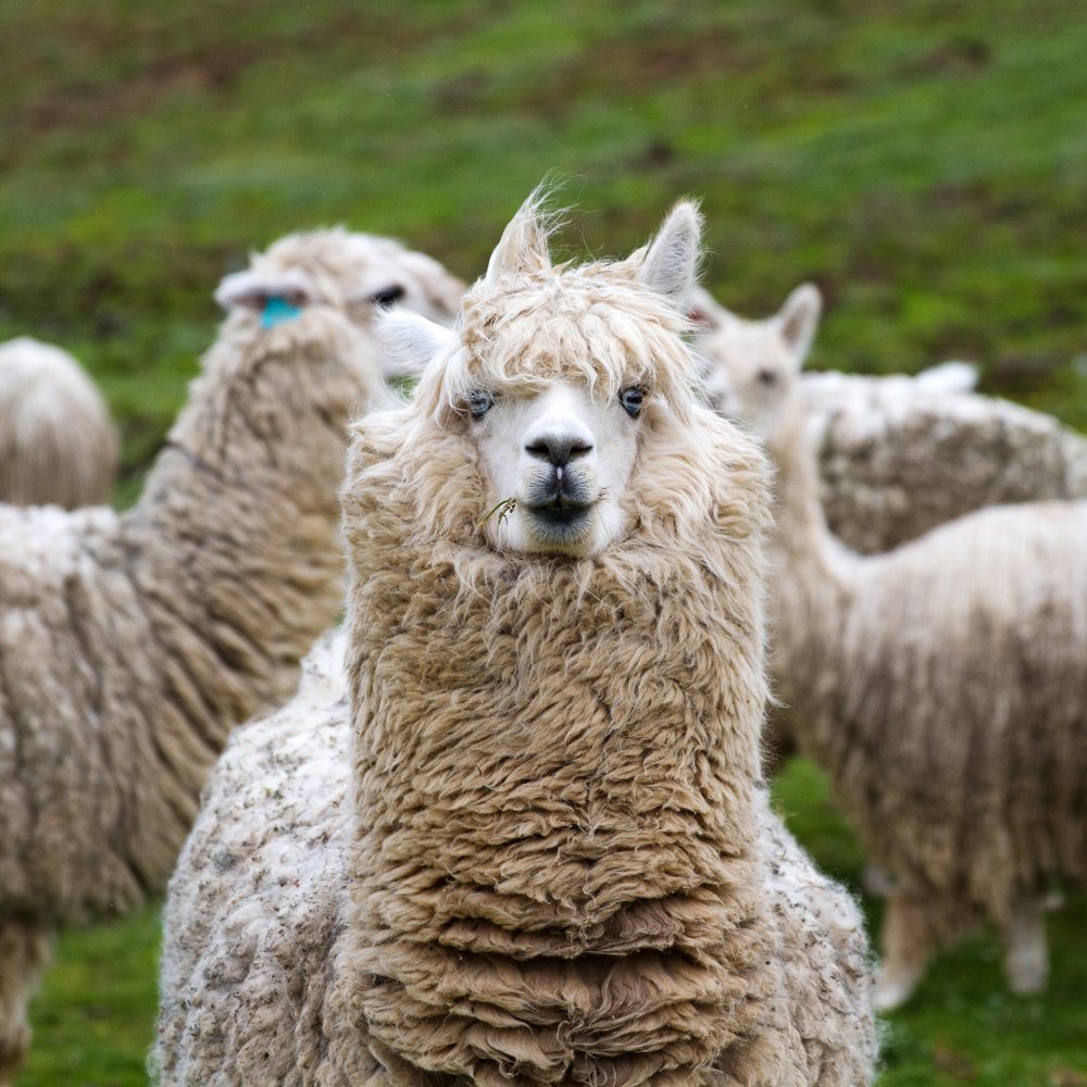 GoldStreet_Forage-14